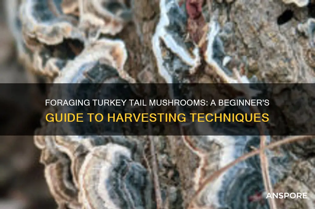 how to gather turkey tail mushroom