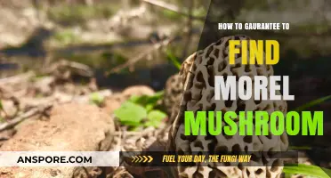Proven Strategies to Consistently Find Morel Mushrooms Every Season