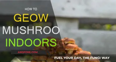 Grow Mushrooms Indoors: A Step-by-Step Guide