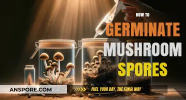 Unlocking the Secrets of Mushroom Spore Germination