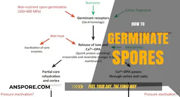 Mastering Spore Germination: A Step-by-Step Guide for Successful Growth