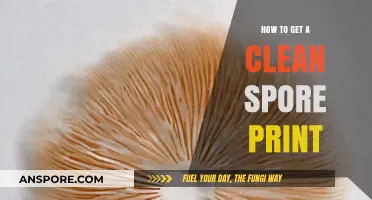 Mastering the Art of Obtaining a Perfectly Clean Spore Print