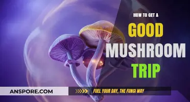 Mastering the Art of a Safe and Transformative Mushroom Journey