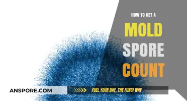 Effective Methods to Measure Mold Spore Count in Your Environment