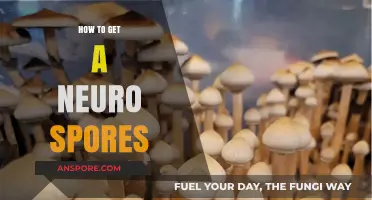 Unlocking Neuro Spores: A Comprehensive Guide to Acquisition and Cultivation