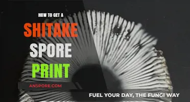 Mastering Shiitake Spore Prints: A Step-by-Step Guide for Beginners