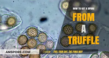 Harvesting Truffle Spores: A Step-by-Step Guide to Extraction