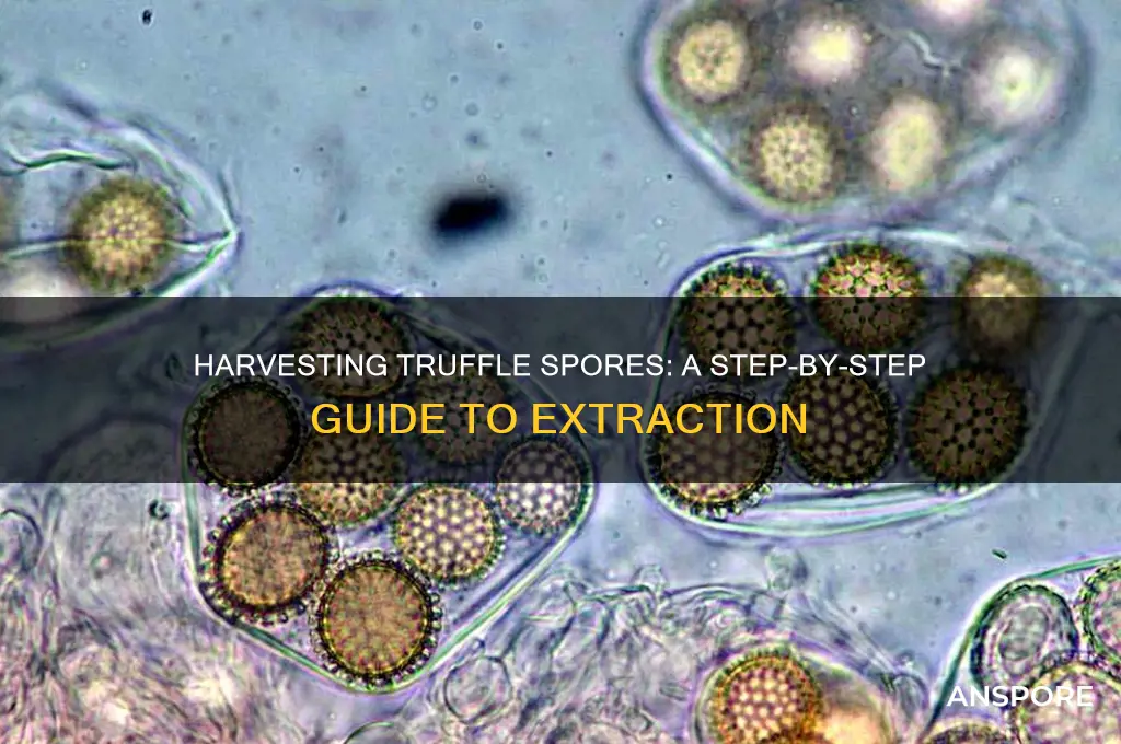 how to get a spore from a truffle