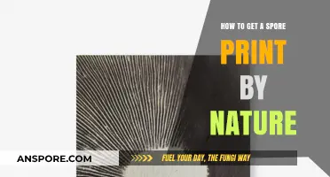 Mastering Mushroom Identification: A Beginner's Guide to Natural Spore Prints