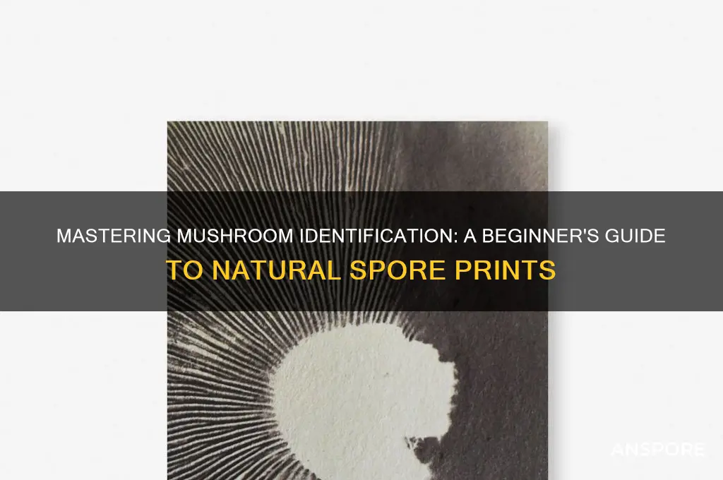 how to get a spore print by nature