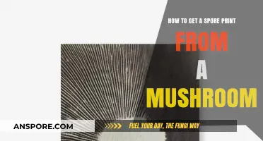 Mastering Mushroom Identification: A Simple Guide to Spore Printing