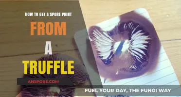 Mastering the Art of Extracting Spore Prints from Truffles