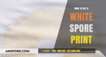 Mastering the Art of Obtaining a Perfect White Spore Print