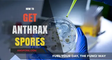 Understanding Anthrax Spores: Safe Research and Detection Methods Explained