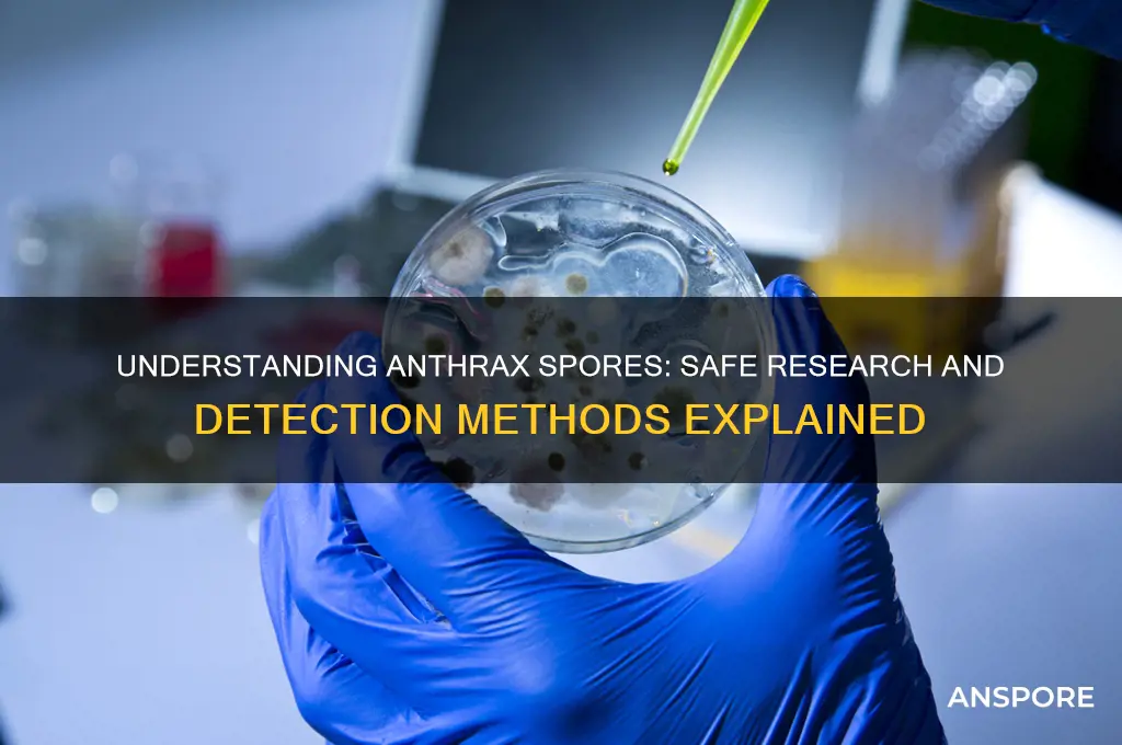 how to get anthrax spores