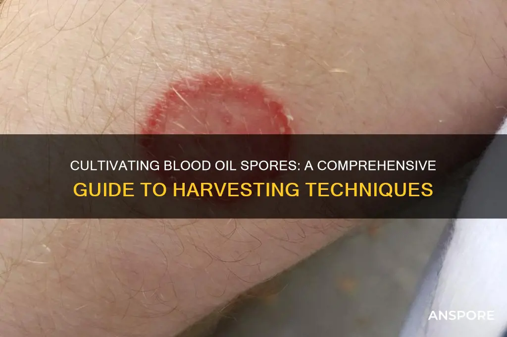 how to get blood oil spores