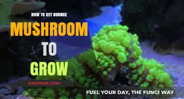 Mastering Bounce Mushroom Cultivation: Essential Tips for Successful Growth