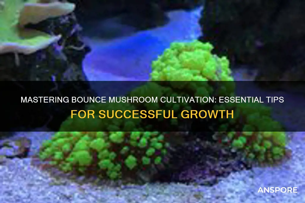 how to get bounce mushroom to grow