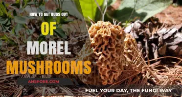 Effective Techniques for Removing Bugs from Morel Mushrooms Safely