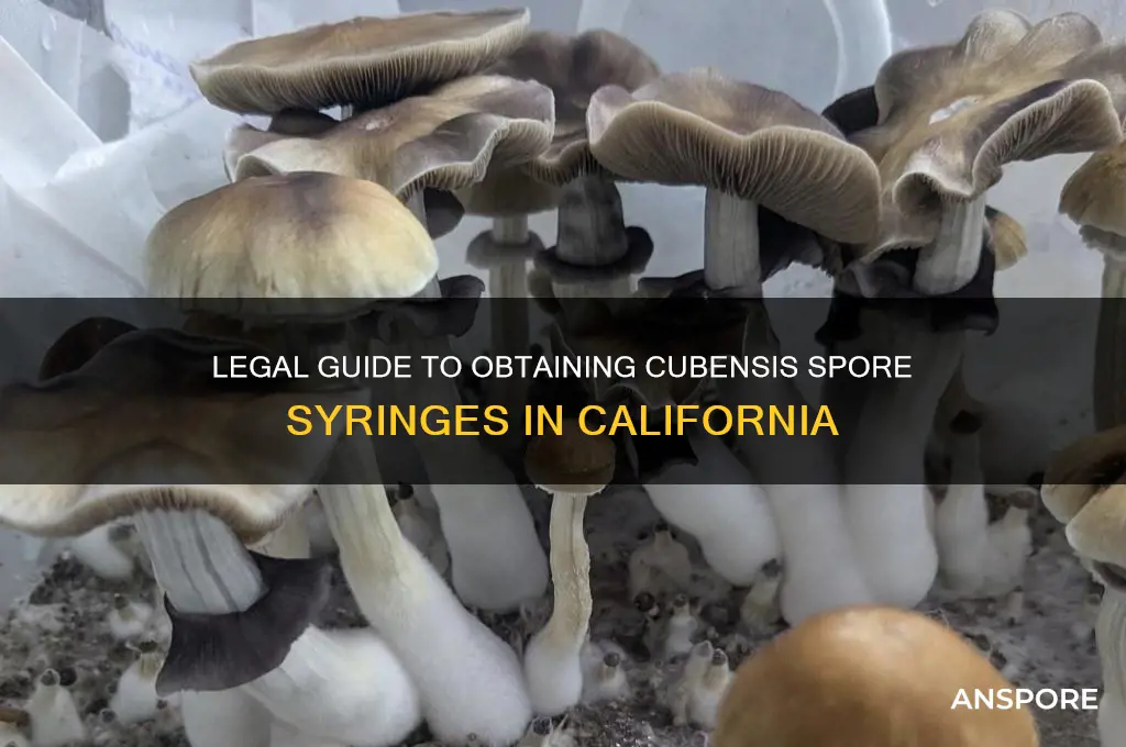 how to get cubensis spore syringes in california