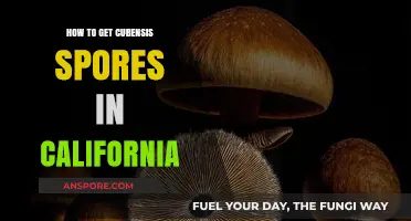 Legal Ways to Obtain Cubensis Spores in California: A Guide