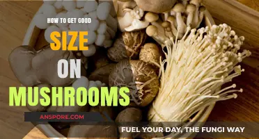 Mastering Mushroom Cultivation: Tips for Achieving Optimal Size and Yield