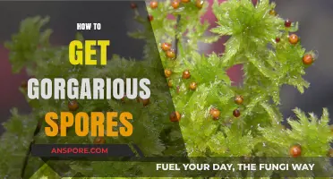 Cultivating Gorgarious Spores: Essential Tips for Lush, Vibrant Growth
