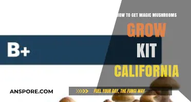 Grow Magic Mushrooms in California: Easy DIY Kit Guide