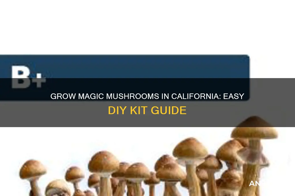 how to get magic mushrooms grow kit california