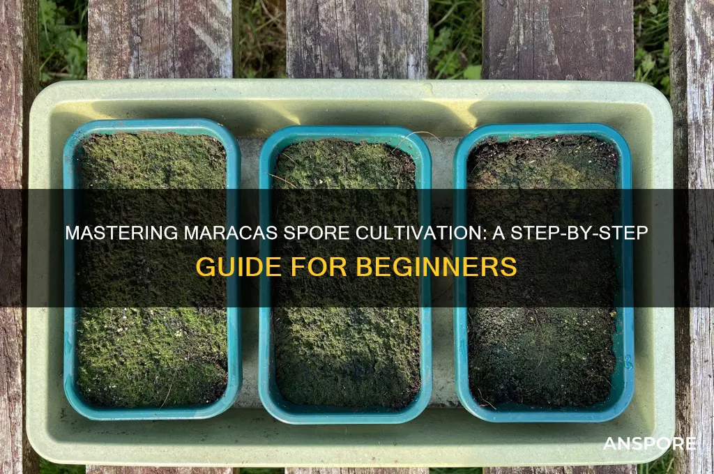 how to get maracas spore