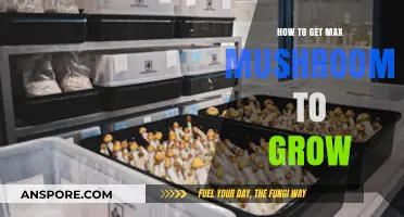 Maximize Your Mushroom Harvest: Proven Tips for Abundant Growth