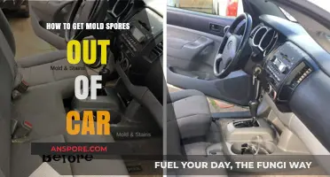 Effective Ways to Remove Mold Spores from Your Car Interior