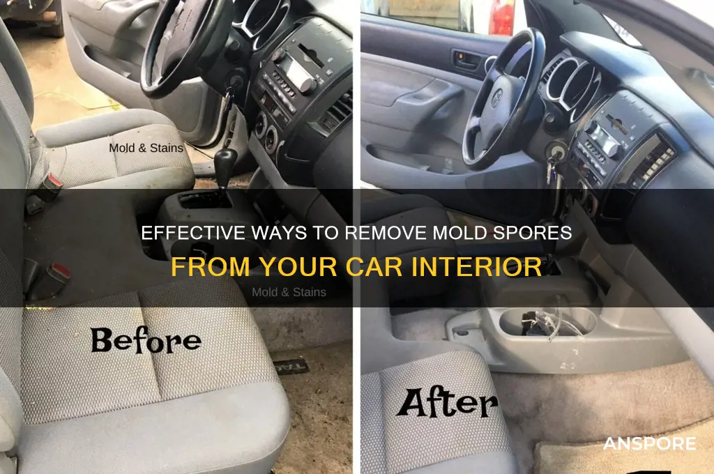 how to get mold spores out of car