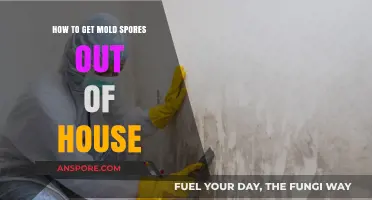 Effective Ways to Eliminate Mold Spores from Your Home Permanently