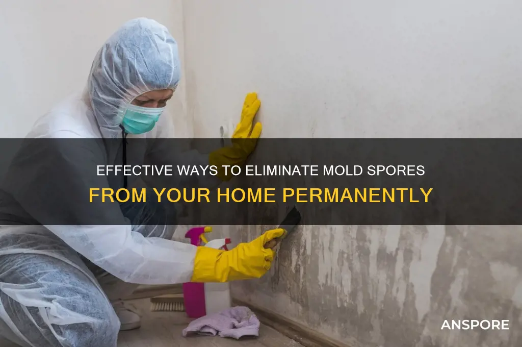 how to get mold spores out of house