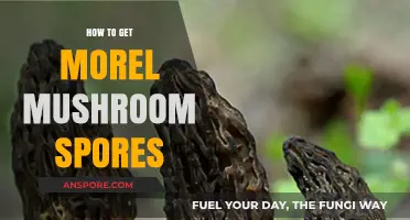 Harvesting Morel Mushroom Spores: A Step-by-Step Guide for Beginners
