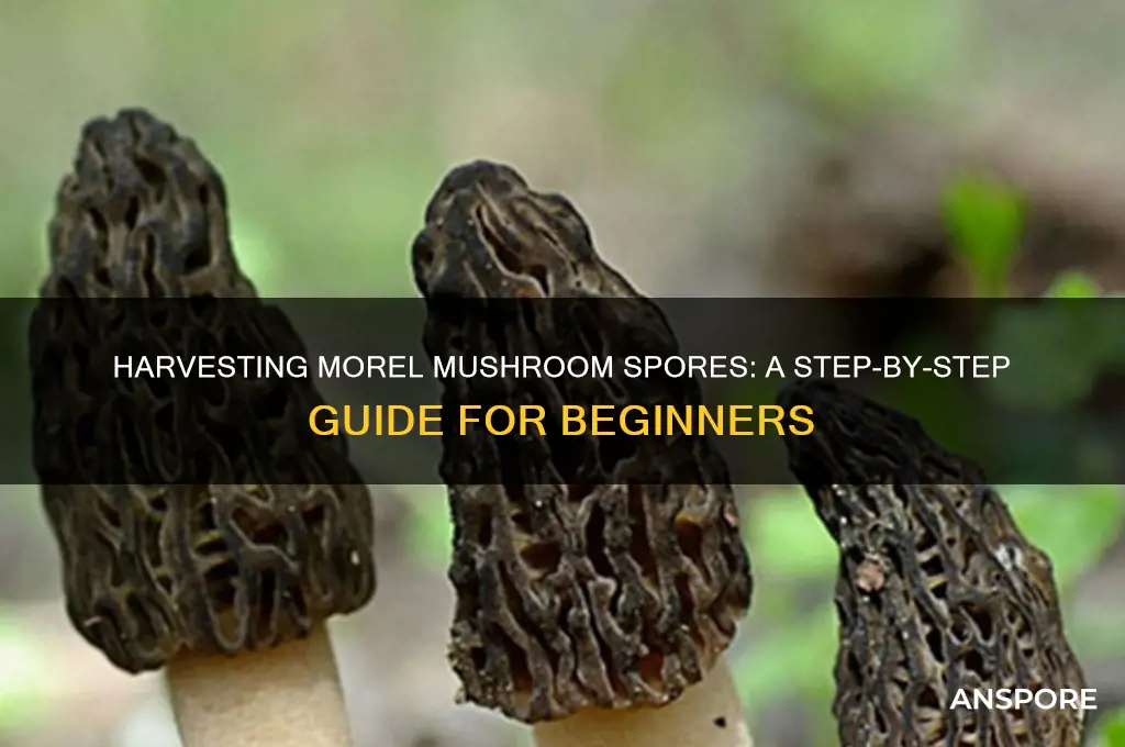 how to get morel mushroom spores
