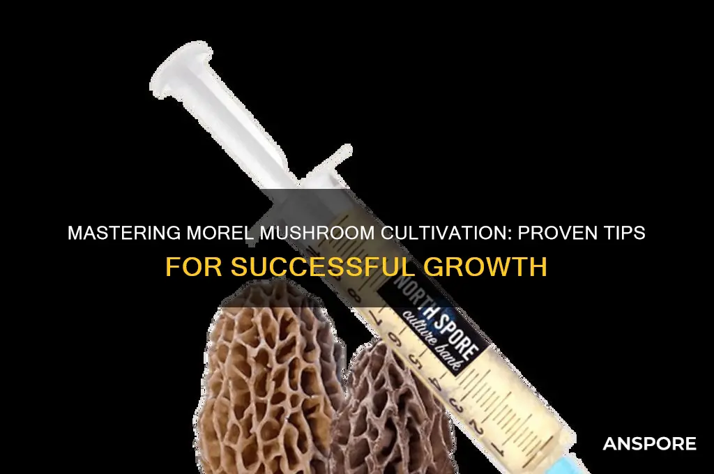 how to get morel mushrooms to grow