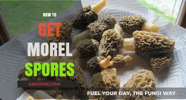 Harvesting Morel Spores: A Beginner's Guide to Successful Collection