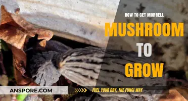 Mastering Morrell Mushroom Cultivation: Proven Tips for Successful Growth