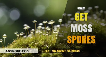 Harvesting Moss Spores: A Beginner's Guide to Collecting and Growing