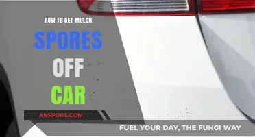 Effective Ways to Remove Mulch Spores from Your Car's Exterior