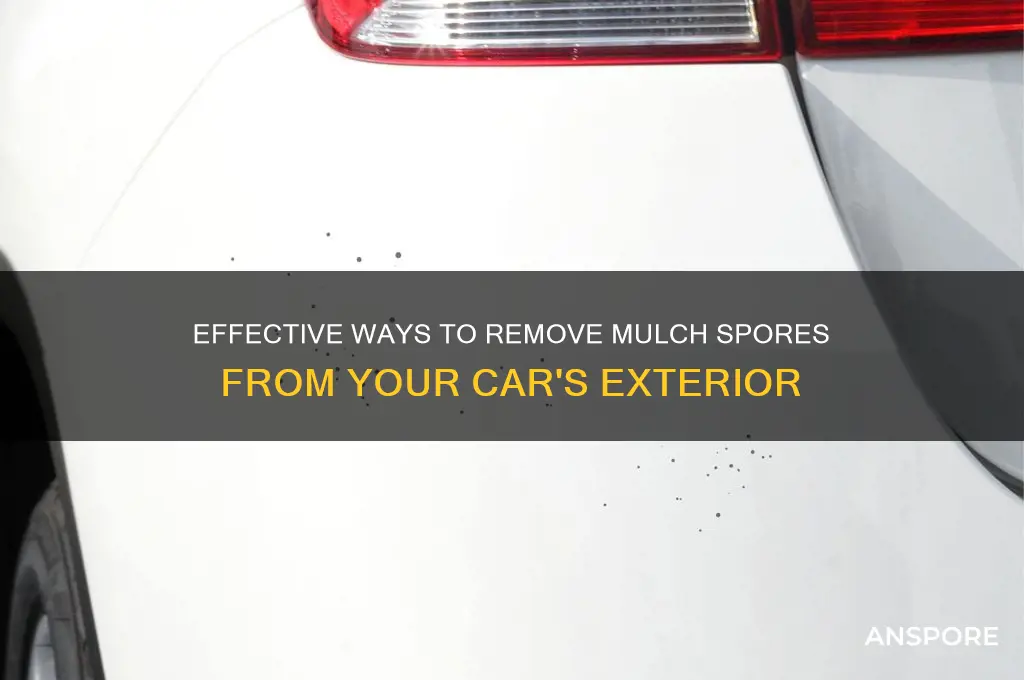 how to get mulch spores off car