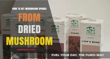 Extracting Mushroom Spores: A Simple Guide for Dried Mushrooms