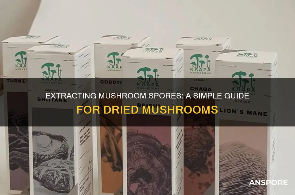 how to get mushroom spores from dried mushroom