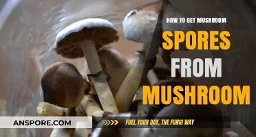 Harvesting Mushroom Spores: A Step-by-Step Guide for Beginners