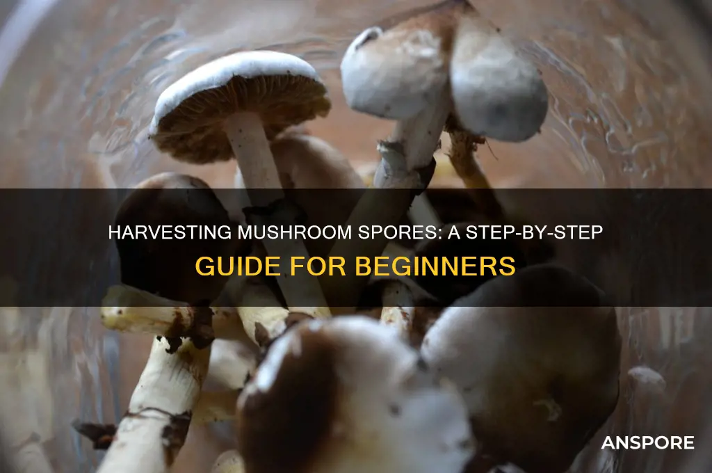 how to get mushroom spores from mushroom
