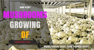 Mastering Mushroom Cultivation: Simple Steps for Growing DF Mushrooms at Home