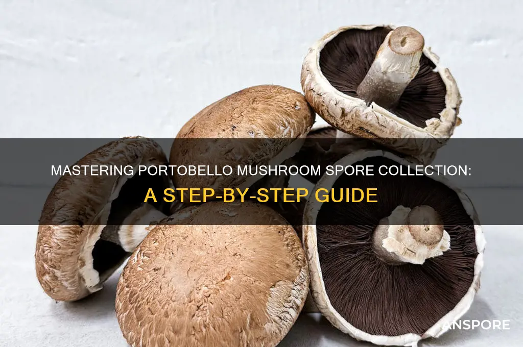 how to get portobello mushroom spores