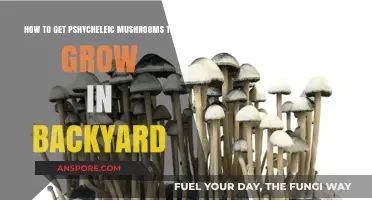 Cultivating Psychedelic Mushrooms: A Step-by-Step Backyard Growing Guide